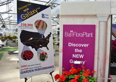 The Geranium Galaxy of Ball FloraPlant is a new series that is replacing the old Allure series. Ball FloraPlant collected 1MM data points and looked at 100k plants for their garden performance and travelled 238,900 miles (the distance to the moon) for trials. They trialed it at 8 sites across the USA. Result: "A geranium that produces mounded plants that are vigorous enough to keep their large, semi-double blooms all season in large containers and landscapes. It offers the best garden performance in the zonal geranium class, with a vigorous, but controllable habit." 
